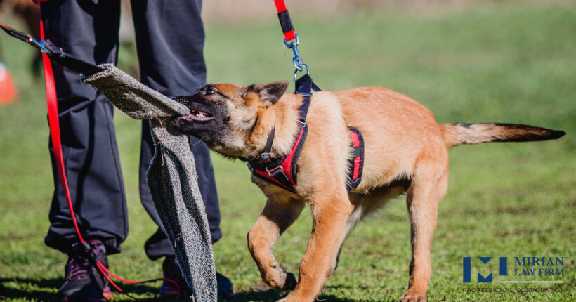 Things To Consider Before Pursuing Action For A Dog Bite Injury